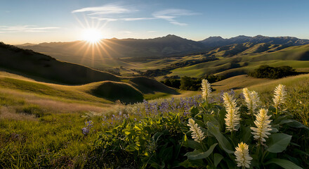 Sun shining over wildflowers and rolling hills in spring