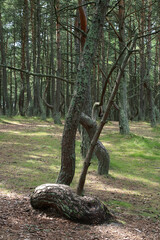 The dancing forest, located in the curonian spit national park, kaliningrad oblast, russia,...