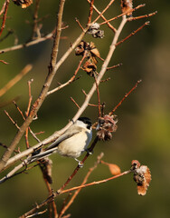 Marsh tit (Poecile palustris)