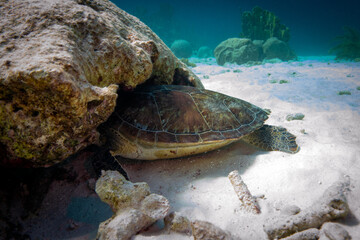 Green Turtle Resting Beneath a Rock