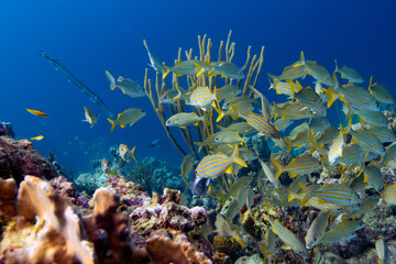 Trumpetfish and Grunts in Bonaire