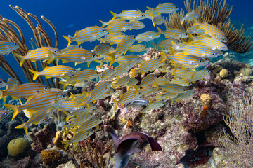 Grunts on the Reef in Bonaire