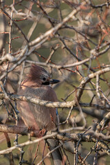 Eurasian jay