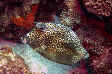 Honeycomb Cowfish in Bonaire