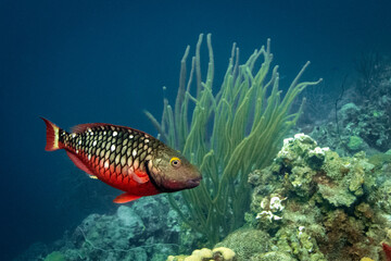 Stoplight Parrotfish in Bonaire