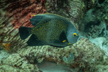 French Angelfish in Bonaire