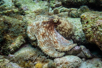 Common Octopus in Bonaire