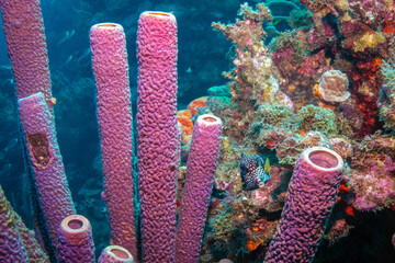 Trunkfish in the Tube Sponges in Bonaire
