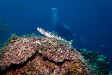 Sand Diver Looking Heroic in Bonaire