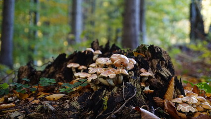 mushrooms forest bohemia