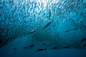 Baitball in Bonaire