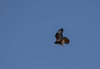 Hawk
