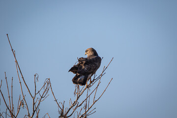 Hawk