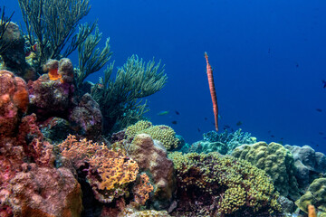 Trumpetfish Floating Over Coral in Bonaire 