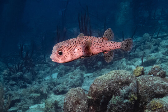 Pufferfish at Salt Pier in Bonaire  - Powered by Adobe