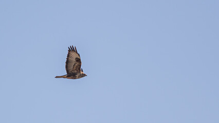 Hawk