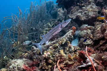 Barracude on a Busy Reef in Bonaire