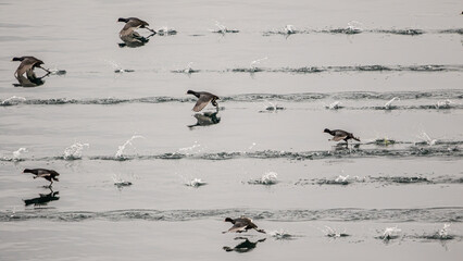 Eurasian coot (Fulica atra)