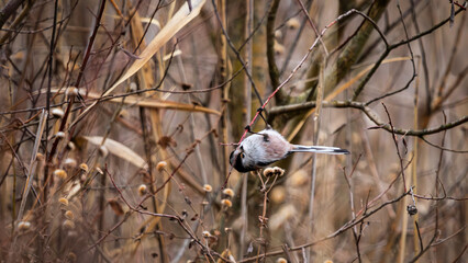 long-tailed tit (Aegithalos caudatus)