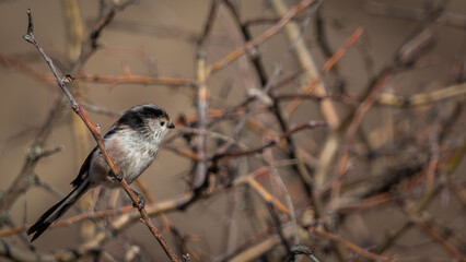 long-tailed tit (Aegithalos caudatus)