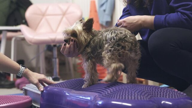 Yorkshire terrier balancing on purple peanut ball during rehabilitation session