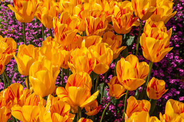 Yellow Tulips on the Isle of Wight in the UK