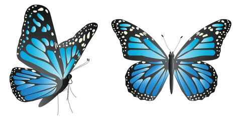 Vector butterfly in two angles with wide wings of a charming blue color. Colorful moth with colorful pattern. Abstract wings. Exotic moth decor. Elegant flying insect