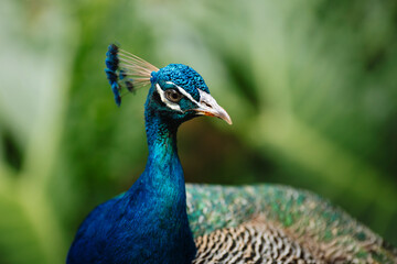 Obraz premium Close-up Portrait of a Vibrant Blue Peacock in Lush Greenery