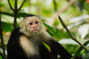 Fototapeta premium White-faced Capuchin Monkey in the Lush Greenery of Costa Rica's Rainforest