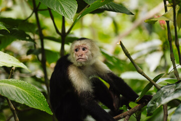 Fototapeta premium White-faced Capuchin Monkey in the Lush Greenery of Costa Rica's Rainforest
