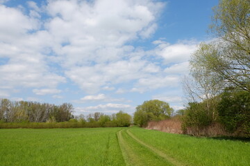 Forest lush green bohemia