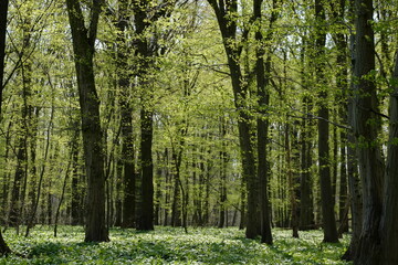 Forest lush green bohemia