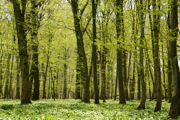 Forest lush green bohemia