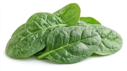 Fototapeta premium fresh green spinach leaf isolated
