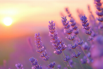 Lavender flowers bathed in the golden light of a sunset, a serene and peaceful scene.