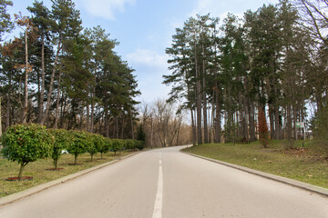 Obraz premium Asphalt road in middle of a green forest, forest cut in half by the road, green nature and tall trees, green trees following road