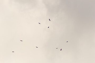 flock of birds flying in the sky