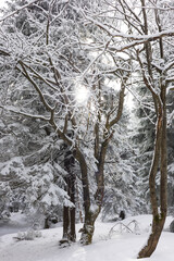 Winter day in the forest