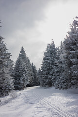 Road in the winter forest