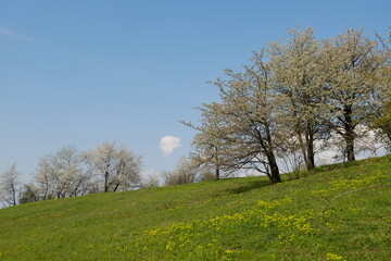 Forest lush green bohemia