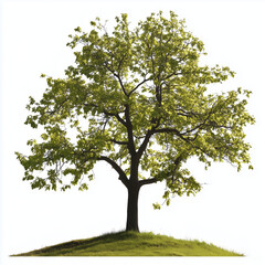 Fototapeta premium Lone Tree on Green Hill with Lush Foliage