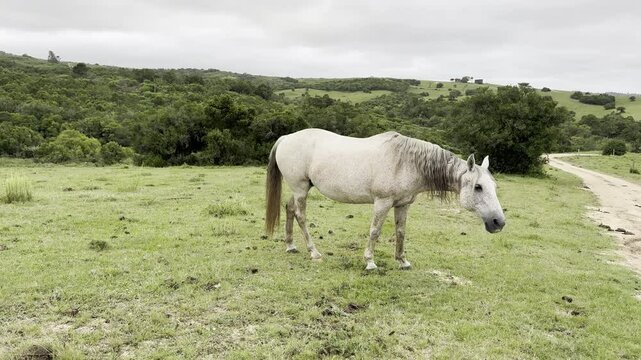 CABALLOS