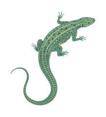 Green lizard. Small reptile. Nature and fauna. Animal in the wild. Vector illustration isolated on white background