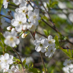 apple tree blossom