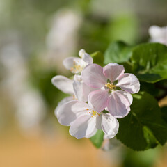 apple tree blossom