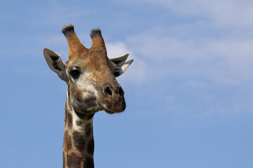 Giraffe / Giraffe / Giraffa camelopardalis