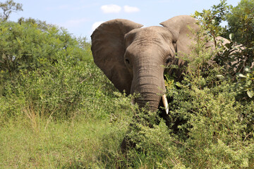 Afrikanischer Elefant / African elephant / Loxodonta africana