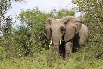 Fototapeta premium Afrikanischer Elefant / African elephant / Loxodonta africana