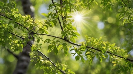 Sun rays through young leaves, young branches, spring sun