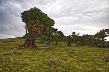 Trees of strange forms in absolute fog. A winter day. On the way to Pico Ruivo, the highest point of the Portuguese island of Madeira. 